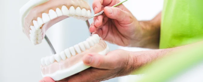 Hand hält eine Zahnarztmodell mit Dentalinstrument in einer Praxis, Fokus auf orale Anatomie und Behandlung.